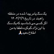 اگ کسی سگشو گم کرده تماس بگیره