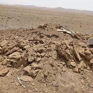 فروش کود گوسفند
