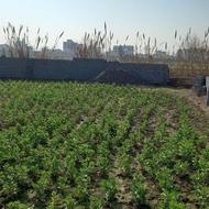 فروش زمین باغچه خانه باغ یا هرتولیدی