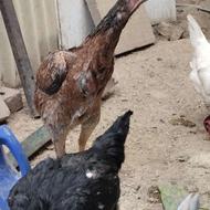 فروش انواع مرغ تخم گذار