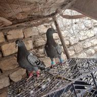 کفتر جوجه بنکی پلاکی ..دوتاش احتمال نر