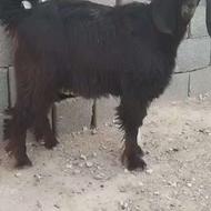 فروش کهره خونگی