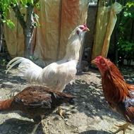 مرغ و خروس لاری اصل