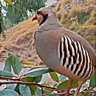 کبک ماده. کورد
