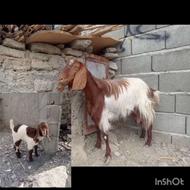 تعدادی گوسفند با یک تروشت وبامادر بچه نر