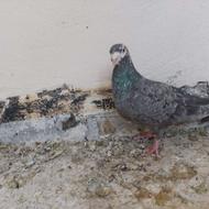 پلاکی ماده عالی