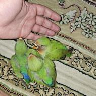 پرنده گرنچیک برزیلی