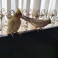 عروس هلندی