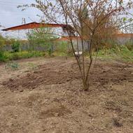 روستای تپه سر شرفدارکلا علیا یاس 4 زمین بافت مسکونی