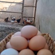 تخم مرغ رسمی ارگانیک