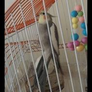 عروس هلندی نژاد سخنگو
