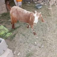 خیوان خانگی