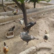 انواع خروس ومرغ وبوقلمون