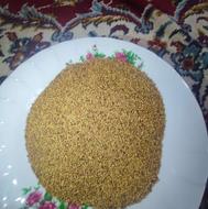 بذر یونجه همدان