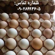 فروش تخم مرغ محلی خانگی زیر قیمت بازار