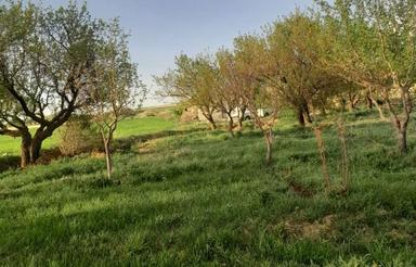 حدود 2هکتار زمین کشاورزی آبی دیمی