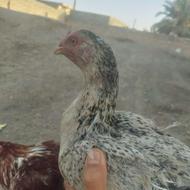 ماد‌مرغ‌سندی‌نزدیک‌تخم‌ریزی‌