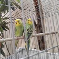 یک جفت مرغ عشق جوان