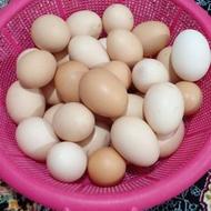 تخم مرغ محلی