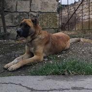 واگذاری سگ نگهبان درشت نر زیر