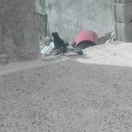 جفت کبوتر کله