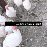 تعداد 35عدد بوقلمون بیوتی گوشتی 65روزه وزن از پنج کیلو تا..