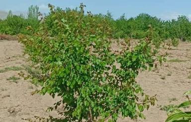 فروش باغ درروستای اربطان