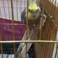 عروس هلندی نروماده سالم