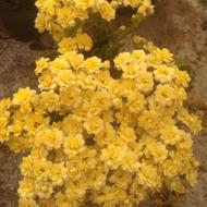 گل فصل کالانکوا برا باغ باغچه ویلای آپارتمان