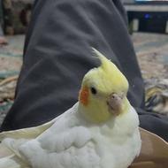 عروس هلندی گم شده
