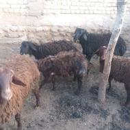 5عدد بره نر یک ماده