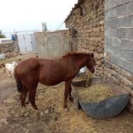 اسب نریان 22 ماهه