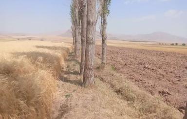 اجاره زمین کشاورزی دیم