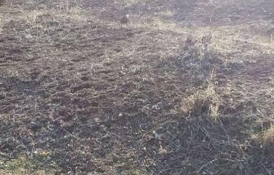 220 متر باغ انگورقدیمی