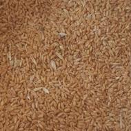 خریدار انواع گندم