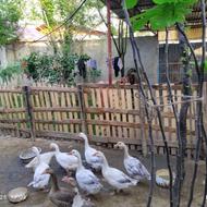 غاز جوجه اردک روسی سه ماهه فروشی