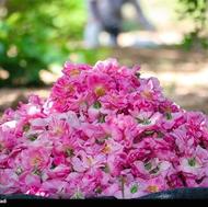 گل محمدی خوش عطر و بوی