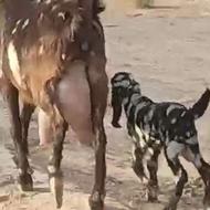 بز پاکستانی 2قلو دار روزانه 5لیتر شیر بشرط