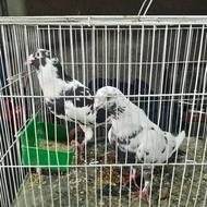 کبوتر بغدادی اصیل درشت جوجه کش