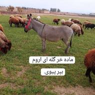 الاغ ماده گله ای