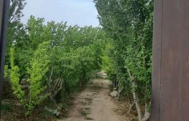 باغ چهاردیواری