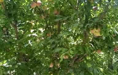 فروش باغ چهاردیواری