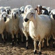 دام زنده همراه کشتار رایگان