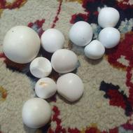 سنگ اسیاب الماس بشرط