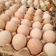 تخم مرغ اصلاح شده