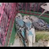 فروش پرنده مرغ عشق 6 عدد
