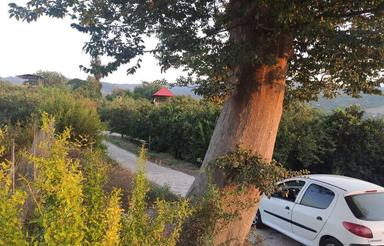 3300 متر زمین در مازندران(روستای سرسبز گل افشان)