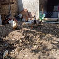 فروش اردک محلی