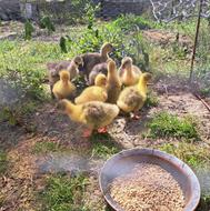 غاز.اردک.مرغ.خروس.جوجه غاز.جوجه