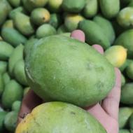 انبه مخصوص ترشی. ارسال به شهرستان